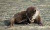 babies otter needing a home