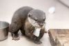 register male and female otter looking for a good home