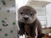 Baby Otters available for sale text xxxxxxxxxx
