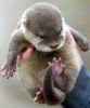 Sweet Baby Asian Otters for sale. Text xxx-xxx-xxxx
