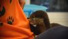 otter for adoption
