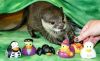 Male and female Otters for adoption
