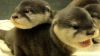 Cute baby Otters for Adoption