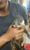 CUTE OTTER AVAILABLE FOR PETLOVERS
