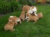 ENGLISH BULLDOG PUPS AVAILABLE FOR SALE