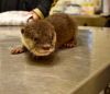 Home Raised Asian small Clawed Otters for sale xxx-xxx-xxxx