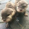 Male and female otters for sale