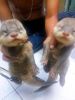 Otters kinkajou fennec fox available
