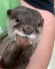 Male and female baby otter for adoption