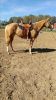 Absolutely Beautiful Palomino Mare $2000 For Sale