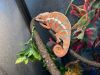 9 month old panther chameleon