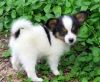 Beautiful Papillon Puppies For Sale
