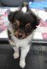 Affectionate Papillon puppies available