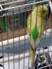 Baby grey winged parakeet