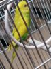 Baby yellow winged parakeet