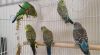 5 parakeets