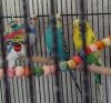 Large flight cage wit 3 beautiful,fancy parakeets, 2 years old