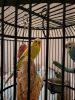 Pair of Parakeets and cage
