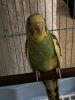 A parakeet for sale