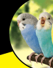 2 parakeets