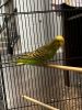 Parakeets ( male and female)