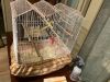3 Parakeets with cage