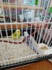 2 parakeets and supplies