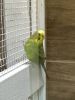 FREE parakeet