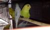 parakeets for sale