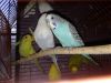 parakeets for rehoming