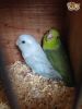 Breeding Pairs Of Parrotlets for sale