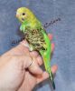 Sweet Hand raised parakeet