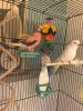 3 Parakeets and flight cage