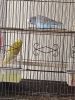 2 parakeets for sale