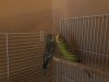 Selling 2 parakeets (blue and green)