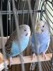 Blue Parakeets Re-Homing