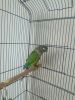Canure parrot