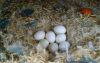 Fertile Parrot Eggs and Birds for Sale