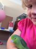 Beautiful Pet Parrotlets - Starting At $199