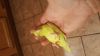 HAND FED very tame YELLOW dilute PARROTLET