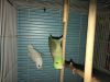 parrotlets with cage and nest box