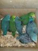 Baby parrotlet