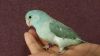Baby parrotlets tame shipping byvairlines paypal payments, almost wean