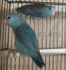 Pair of blue parrotlets