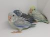 Marble baby Parrotletmales
