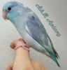 Baby Parrotlet