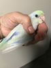 Hand Fed parrotlets