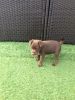 Chocolate Patterdale Pup