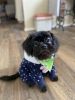 Pekingese and poodle (pekapoo) designer looking for his forever home
