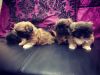 Lovely Pekingese Puppies